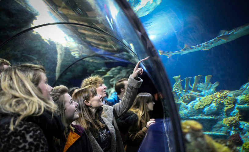 People staring up at fish tank in tunnel